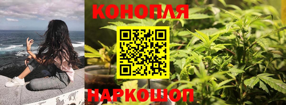 Шишки марихуана планчик  Конопля LSD WEED  Вход с VPN  Бердск  Каннабис AK-47 